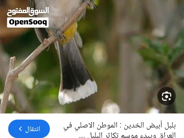 متاح بلبل خام
