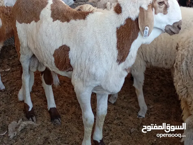 السلام عليكم الله يبارك حولي خرطومي العمر في حدود 8شهور المكان مصراته