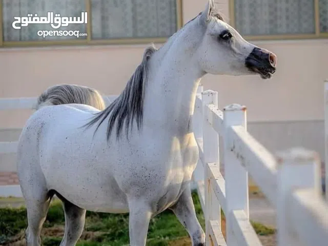 مؤسسه تربيه الدواجن وجميع اللحوم