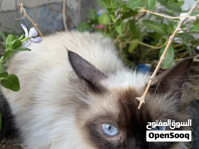 قطه سيامي لببيع