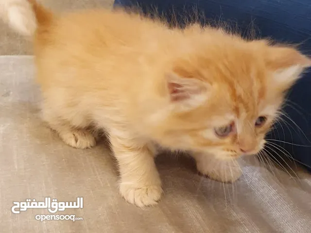 قطط شيرازي ذكر/ 2 انثى