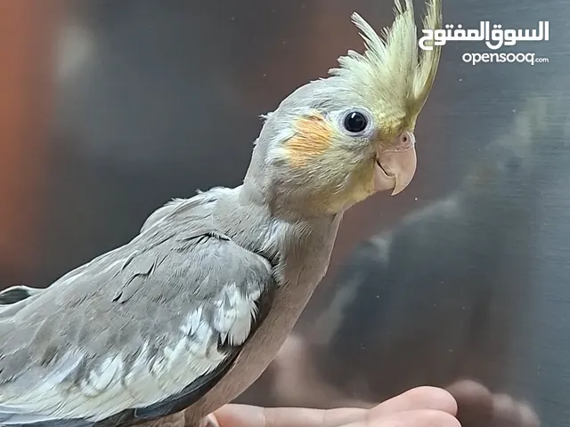 4 طيور كوكتيل عمر 2 شهر ( شهرين) للبيع  ، بدون قفص ، الطير الواحد 20 دينار