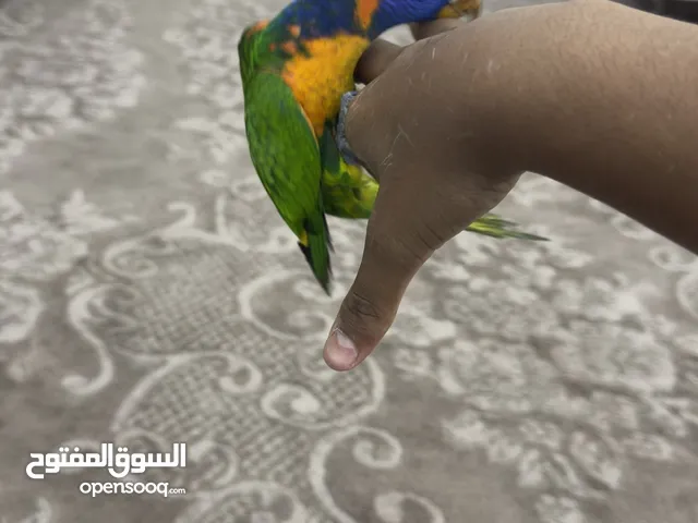 بغبغاء لوري عمره خمس شهور أليف جداً