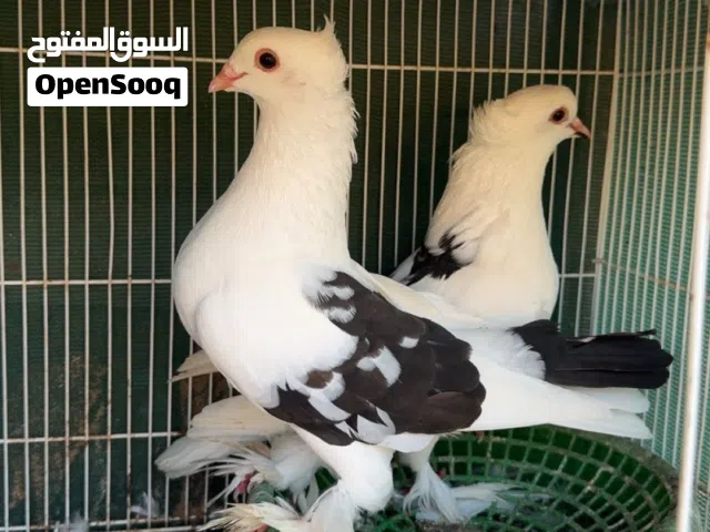 حمام زينه شوف الوصف