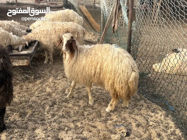 اضاحی خروف