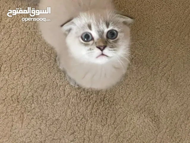قط سكوتش فولد ذكر