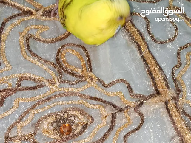 عصفور البادجي مربى في البيت نضيف و بصحه جيده الارجاء التواصل على الواتس اب لمعرفة السعر