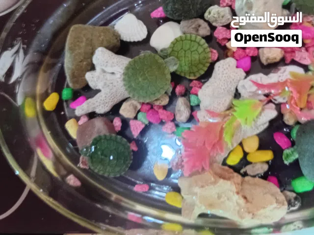 سلاحف مائية أليفة ومميزة