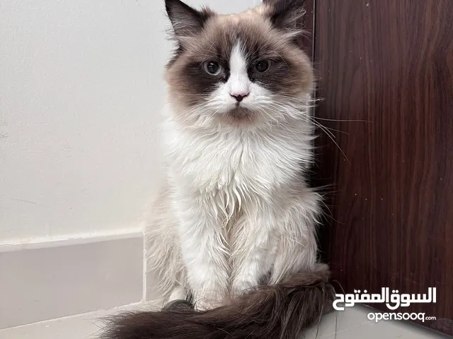 Very friendly Ragdol