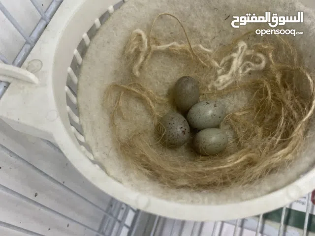 كناري أوربي أناثي اللارقيت الرازا الأسباني والهوسو الياباني