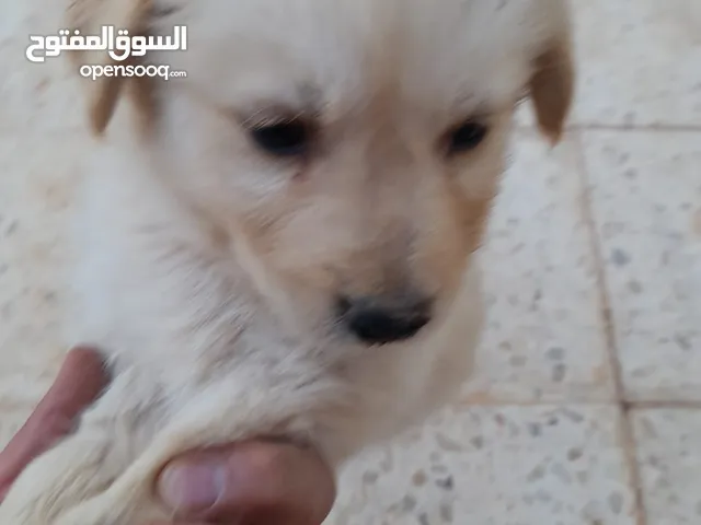 A 100% pure German and golden mix husky male and female puppies 2 months old not vaccined