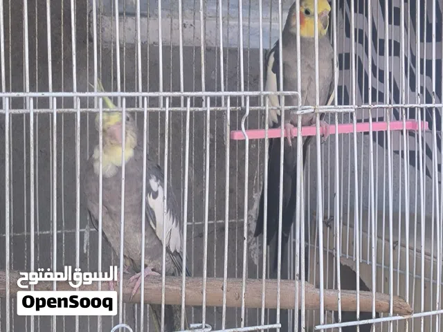 زوج كوكتيل شرط التبزير للامانه هواي مبزر منهن وهسه بيضن اول بيضه الي يريدهن يكملن بياض يمه