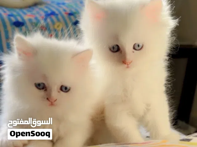Turkish angora