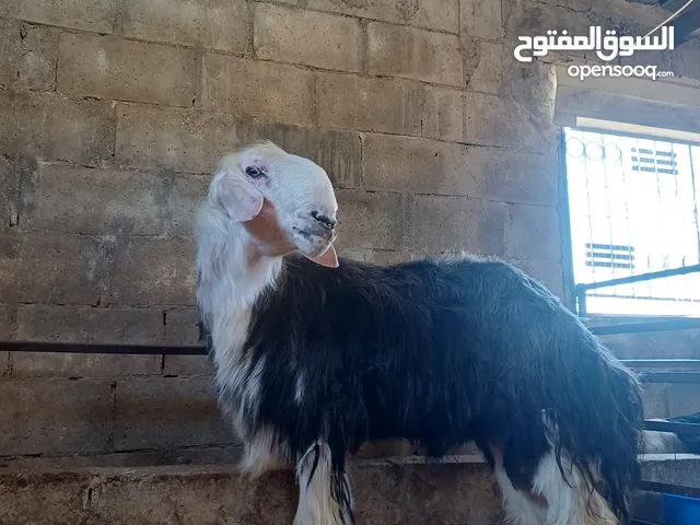 اغنام نجدية للبيع في الاردن