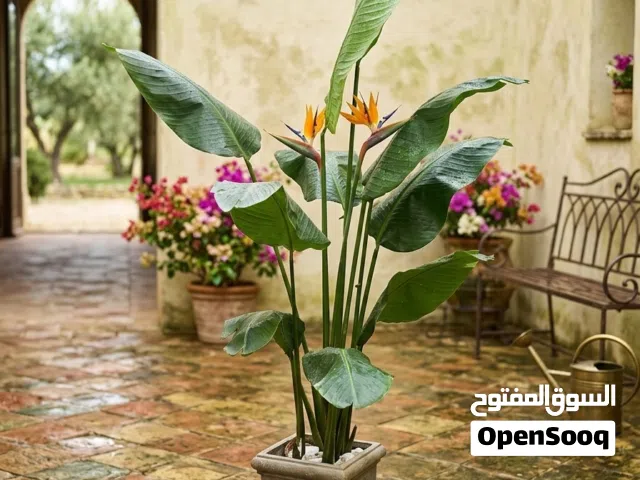 شجرة موز صناعية طولها 180 ورقها جلد للبيع ب 20 دينار شامل التوصيل ل عمان