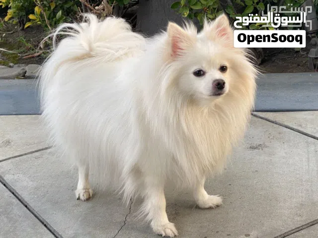 للبيع بوريماين