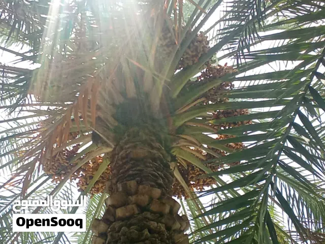 طناء نخيل بأسعار تناسب الجميع