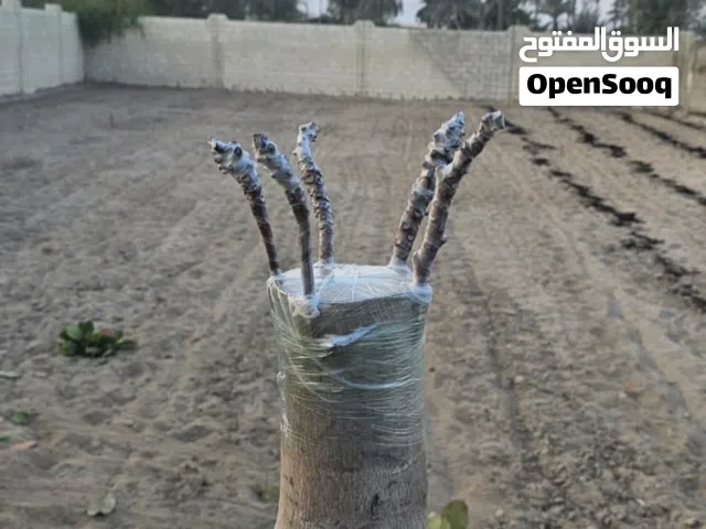 تطعيم و اكثار الاشجار