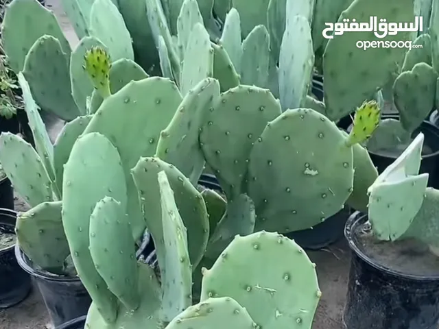 صبار تين شوكي مال زينه سعر الشتله 1500دينار عندي تقريبا من 40الى50شتله الي ياخذهن كلهن اله خصم بل سع