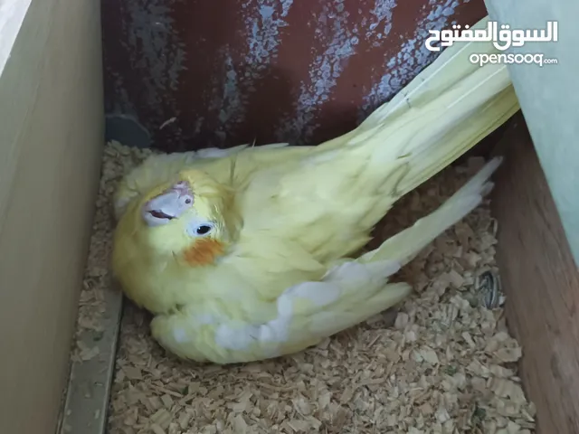 طواير كوكتيل إقرأ الوصف جيداً