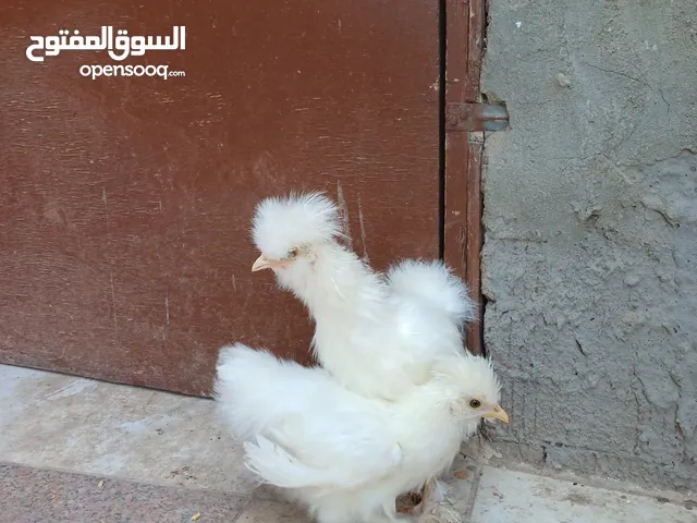 جوز كتاكيت قطني ديك وفرخه بإذن الله عمر شهرين مستوي ماشاءالله