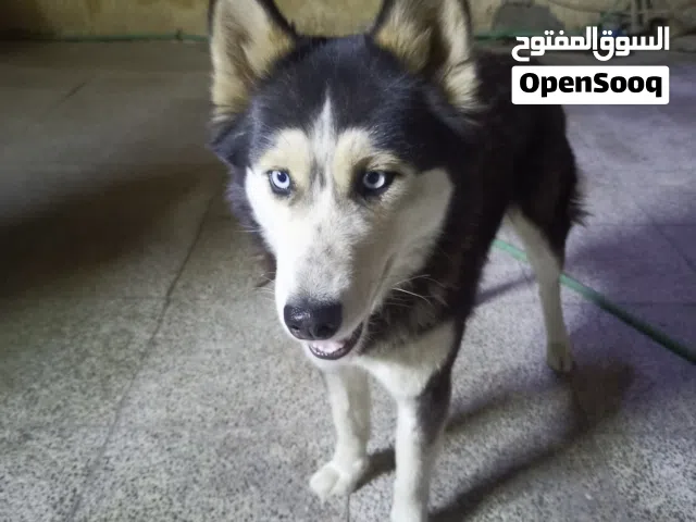كلبه هاسكي