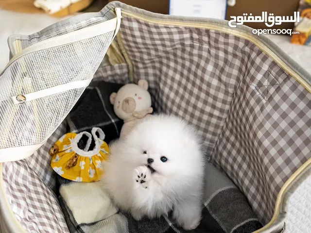 جراء بوميرانيان صحية