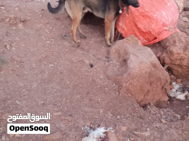 ذكر بلجم العمر سنه ونص منتج كلب غير شرس عل الكلاب عل ناس