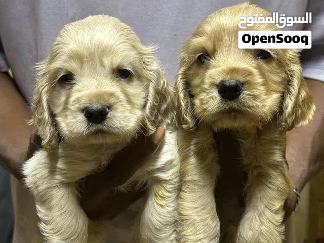 Puppy Cocker Spaniard