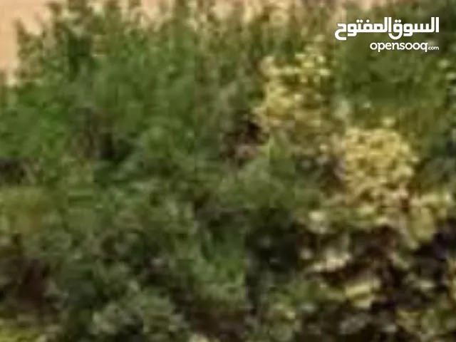 محل ايجار 3000 شبرا مصر 12 م