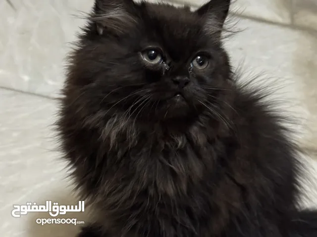 قط شيرازي صغير للبيع