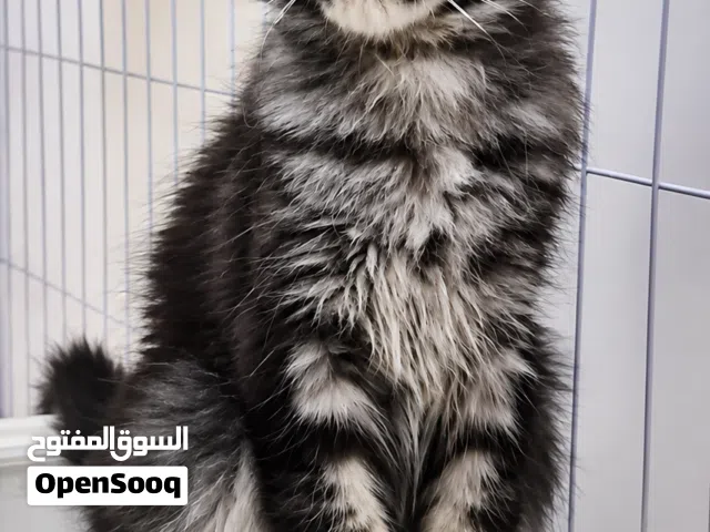 pure main coon kitten ماين كون اصلي