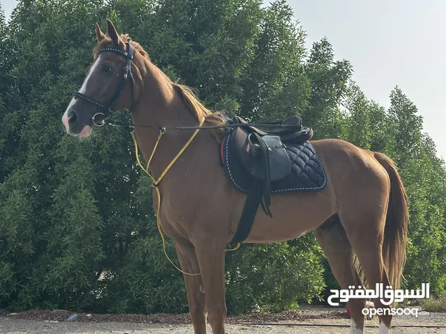 حصان جميل وهادي للبيع