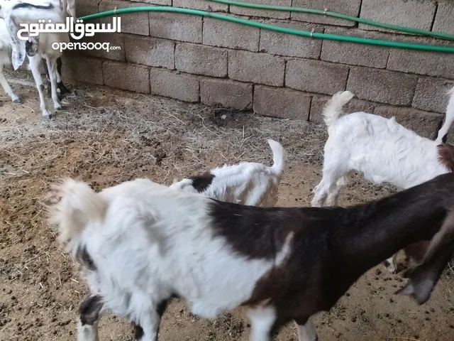 صخول للبيع