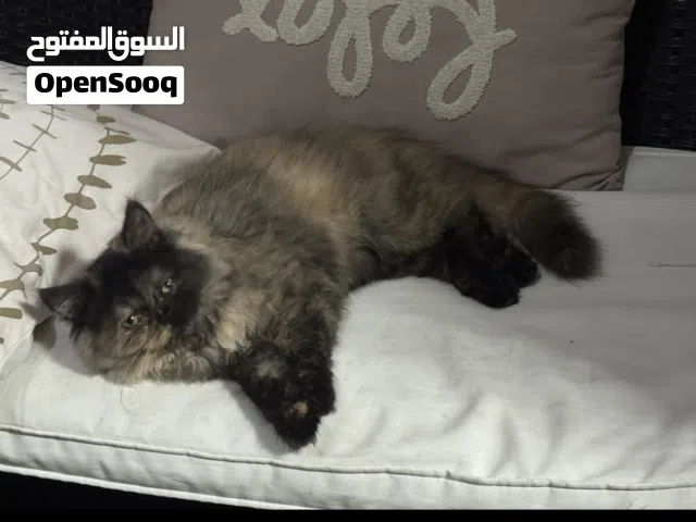 قطة أنثى تحتاج ذكر للتزاوج