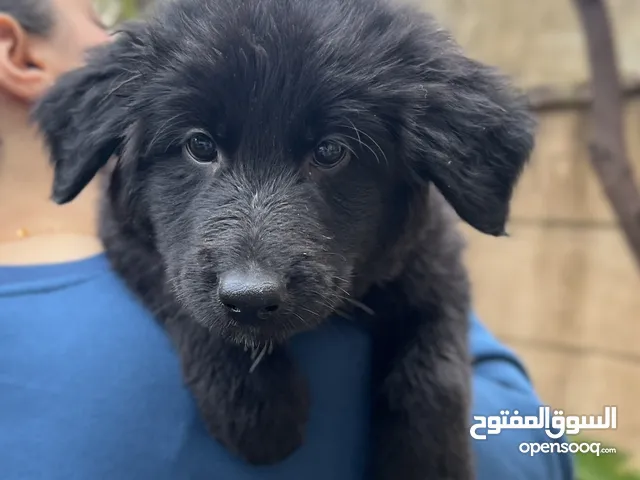 جيرمن شبيرد رويال بلاك ، ورك لايك ، مديم هير 3 ذكور و انثى و احدة ، العمر 80 يوم، ملقحات و جرع ديدان