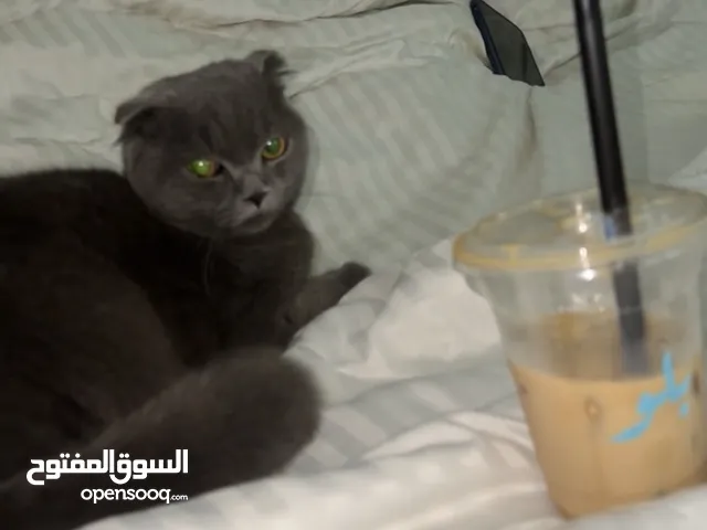 اجتماعي نظيف جدا يحب العب ويحب الاطفال بيتوتي لايحب الخروج بصحه ممتازه ويوجد بعد المستلزمات معه