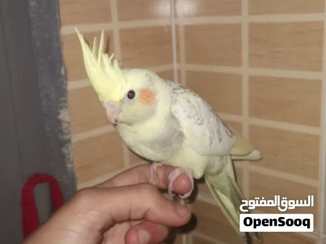 كوكتيل اليف للبيع