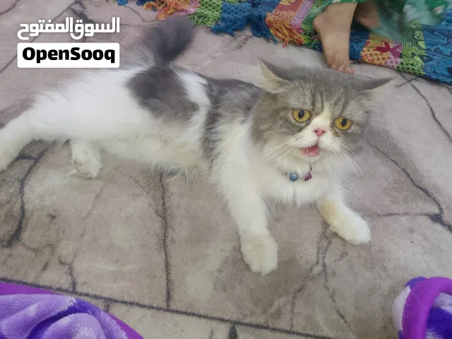 نثيه شرط الصحه والنضافه كتاب تلقيح وكل أغراضها موجوده قيم واخذ عنواني بصره طويسه