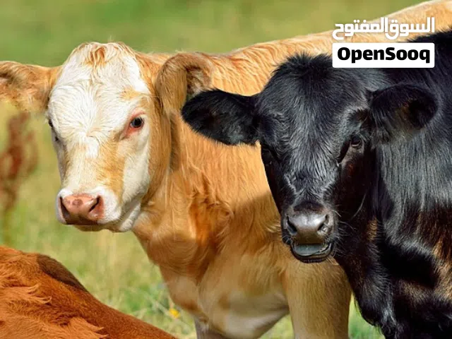 عجول للبيع