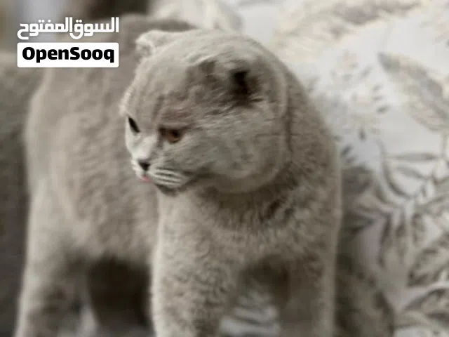 قطة أنثى سكوتش فولد