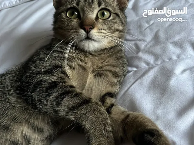 قطة تابي5 شهور للتبني مطعمة ومعها جواز السفر مدربة على الليتر بوكس ومتوفر معاها الليتر بوكس بتاعها