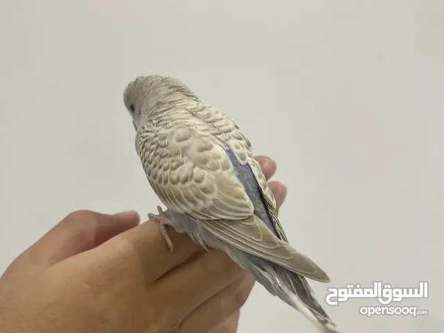 طير حب ذكر ربوه معا قفص