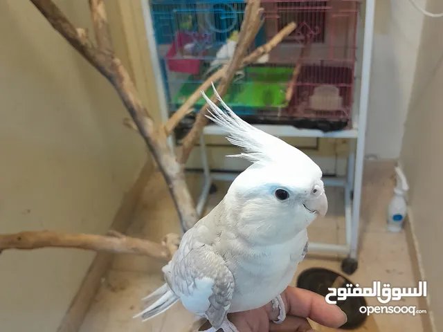 طير كوكتيل