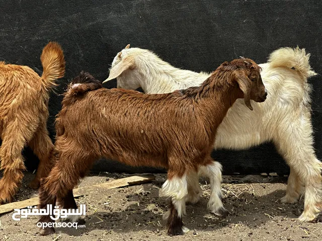 جدي و سخلات