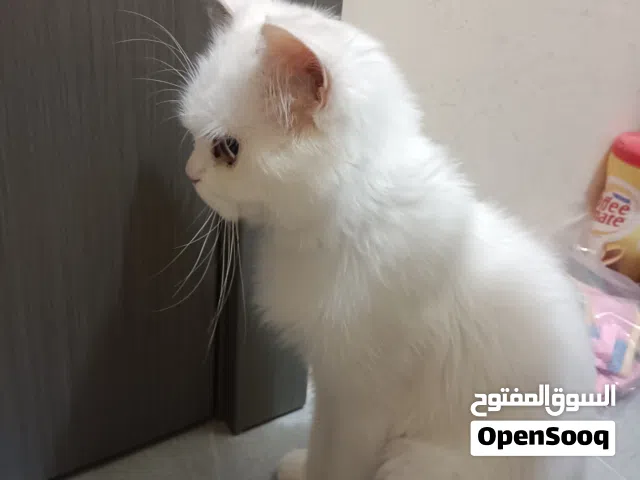 Persian male cat for adoption