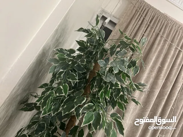 170 m2 3 Bedrooms Apartments for Rent in Hawally Shaab