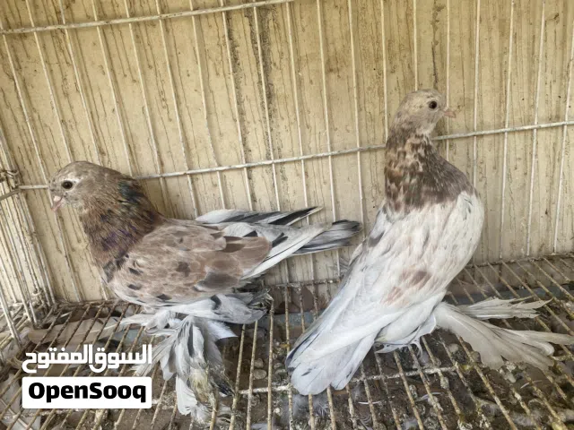 كوبية خوت العش هزازات
