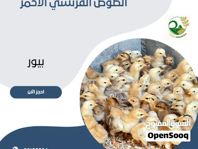 الصوص الفرنسي الاحمر البيور