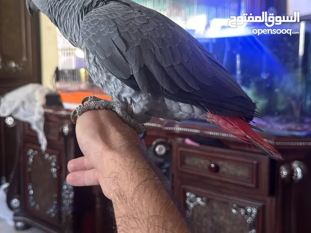 للبيع كاسكو العمر 8 شهور الحجم سوبر جامبو محجل ذهبي الطير يطير ويجي على أيدك جناح كامل والريش نظيف